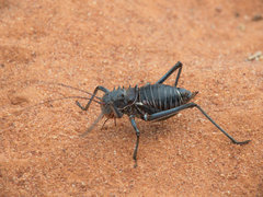Acanthoplus discoidalis