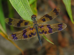 Rhyothemis graphiptera