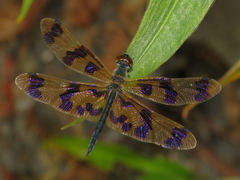Rhyothemis graphiptera