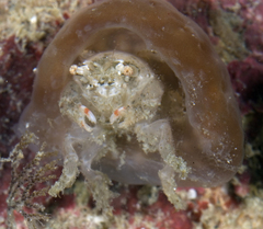 Moreiradromia antillensis