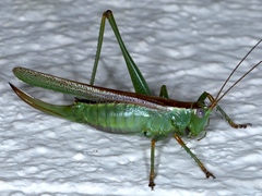 Conocephalomima barameda