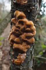 Phellinus pomaceus