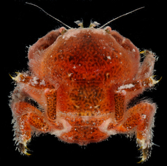 Moreiradromia antillensis