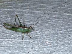 Conocephalomima barameda