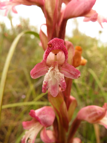 Image of Satyrium muticum by (c) Christiaan Viljoen, some rights reserved (CC BY)