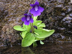 Pinguicula grandiflora