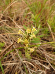 Struthiola fasciata