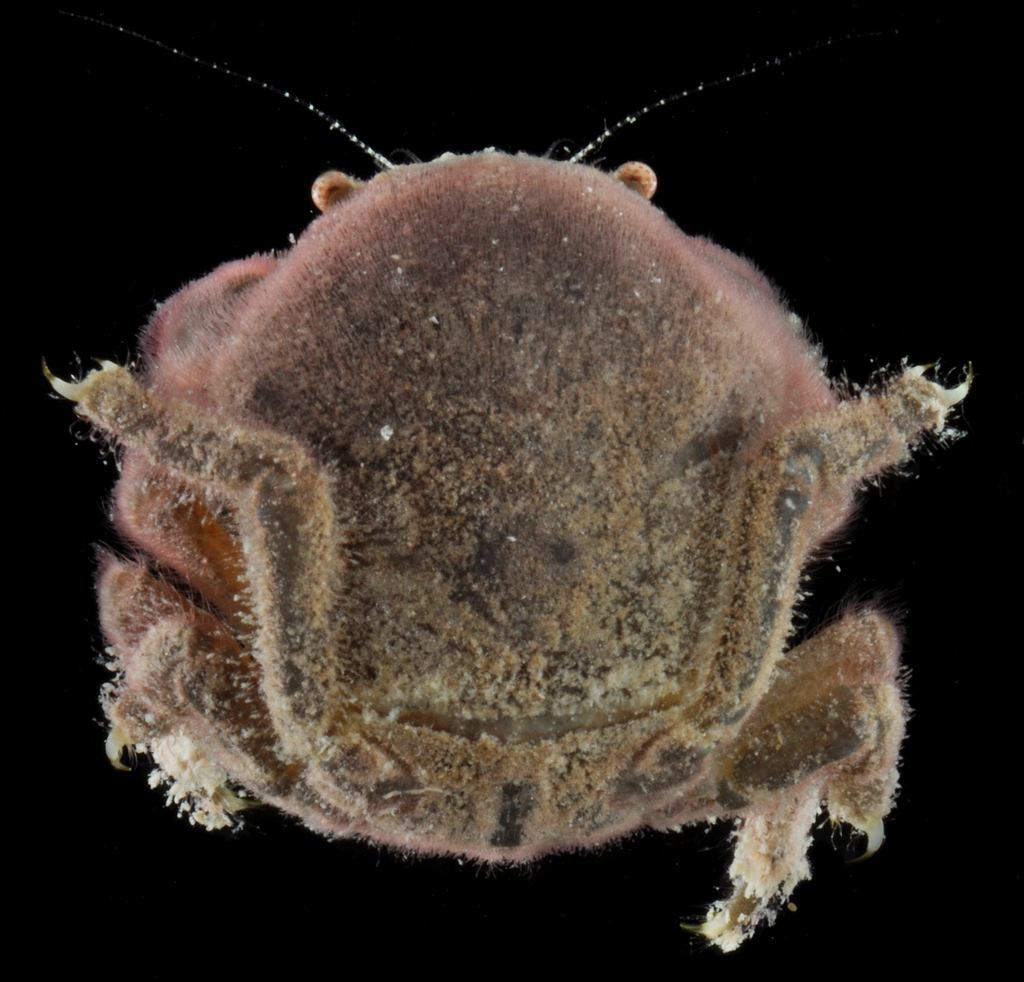 Hairy Sponge Crab (MatBio: CRABS, SHRIMPS, JELLYFISH, SEA STARS &  OTHERS - Matanzas Biodiversity) · iNaturalist