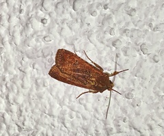 Noctuidae
