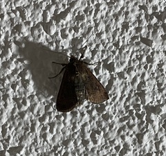 Noctuidae