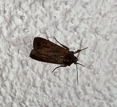 Noctuidae