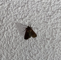 Noctuidae