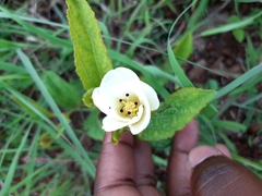 Hibiscus aethiopicus