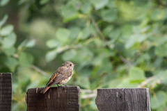 Phoenicurus phoenicurus