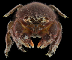 Moreiradromia antillensis