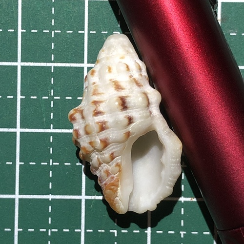 Drupella rugosa observed 2020-12-31