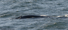 Balaenoptera edeni brydei