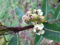 Pachycarpus asperifolius