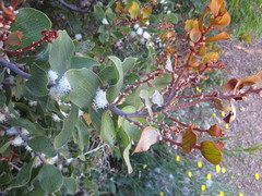 Hakea elliptica