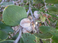 Hakea elliptica