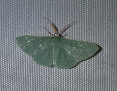 Prasinocyma ocyptera