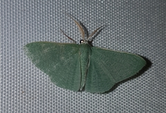 Prasinocyma ocyptera