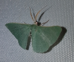 Prasinocyma ocyptera