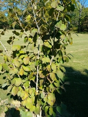 Hamamelis mollis