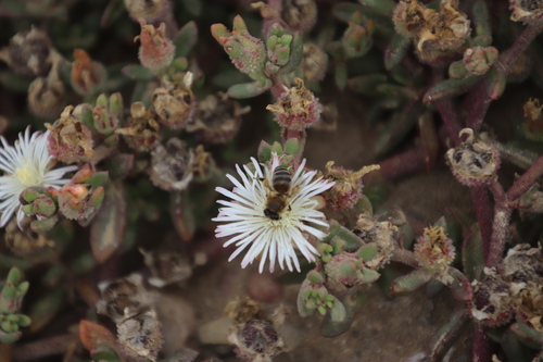 Image of Mesembryanthemum paulum by (c) Tony Rebelo, some rights reserved (CC BY-SA)