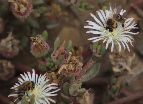 Image of Mesembryanthemum paulum by (c) Tony Rebelo, some rights reserved (CC BY-SA)
