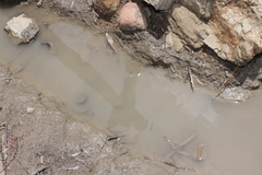 Gastrotheca marsupiata