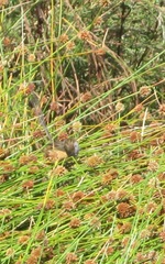 Stipiturus malachurus westernensis