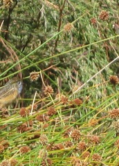 Stipiturus malachurus westernensis