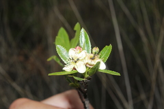 Kageneckia lanceolata