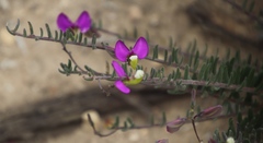 Polygala peduncularis