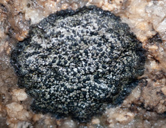 Rhizocarpon distinctum