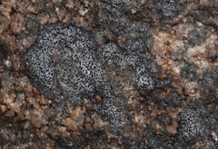 Rhizocarpon distinctum