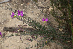 Polygala peduncularis