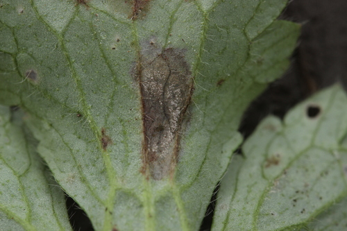 Ramularia simplex