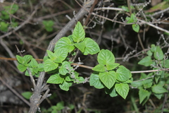 Minthostachys mollis
