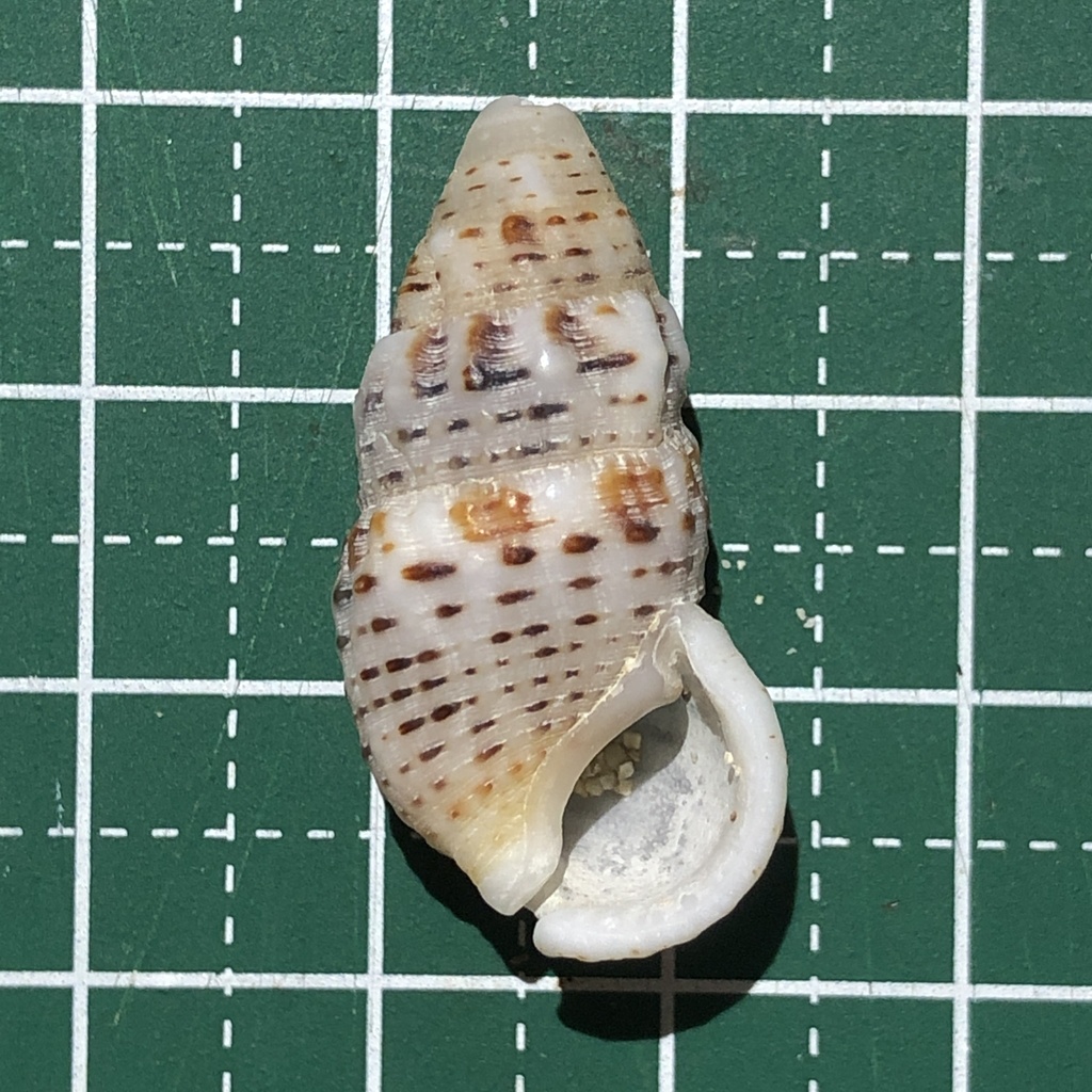 Clypeomorus petrosa