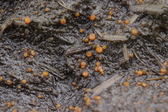 Cheilymenia granulata