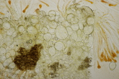 Cheilymenia granulata