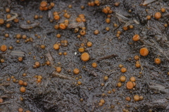 Cheilymenia granulata