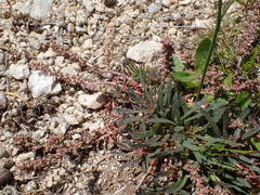 Sesamoides interrupta