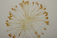 Cheilymenia granulata