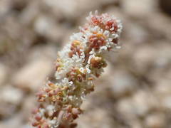 Sesamoides interrupta