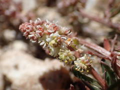 Sesamoides interrupta