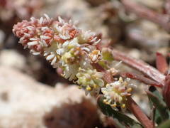 Sesamoides interrupta