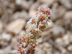 Sesamoides interrupta